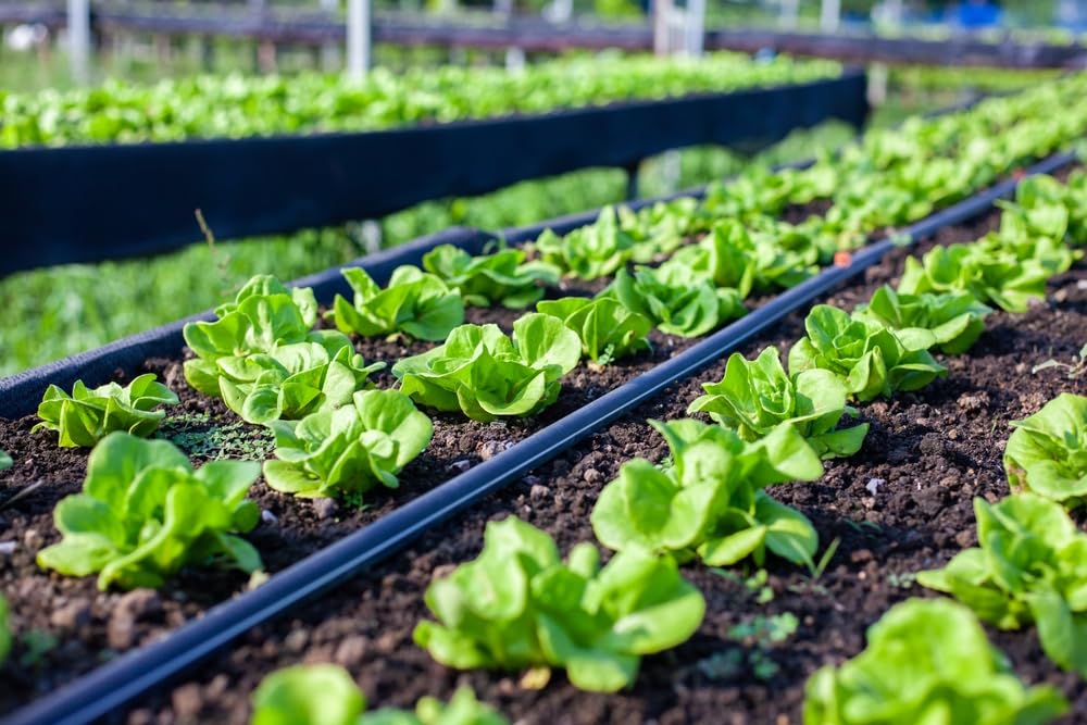 Drip Irrigation Pipe 16mm Black, 25m Pack of 1